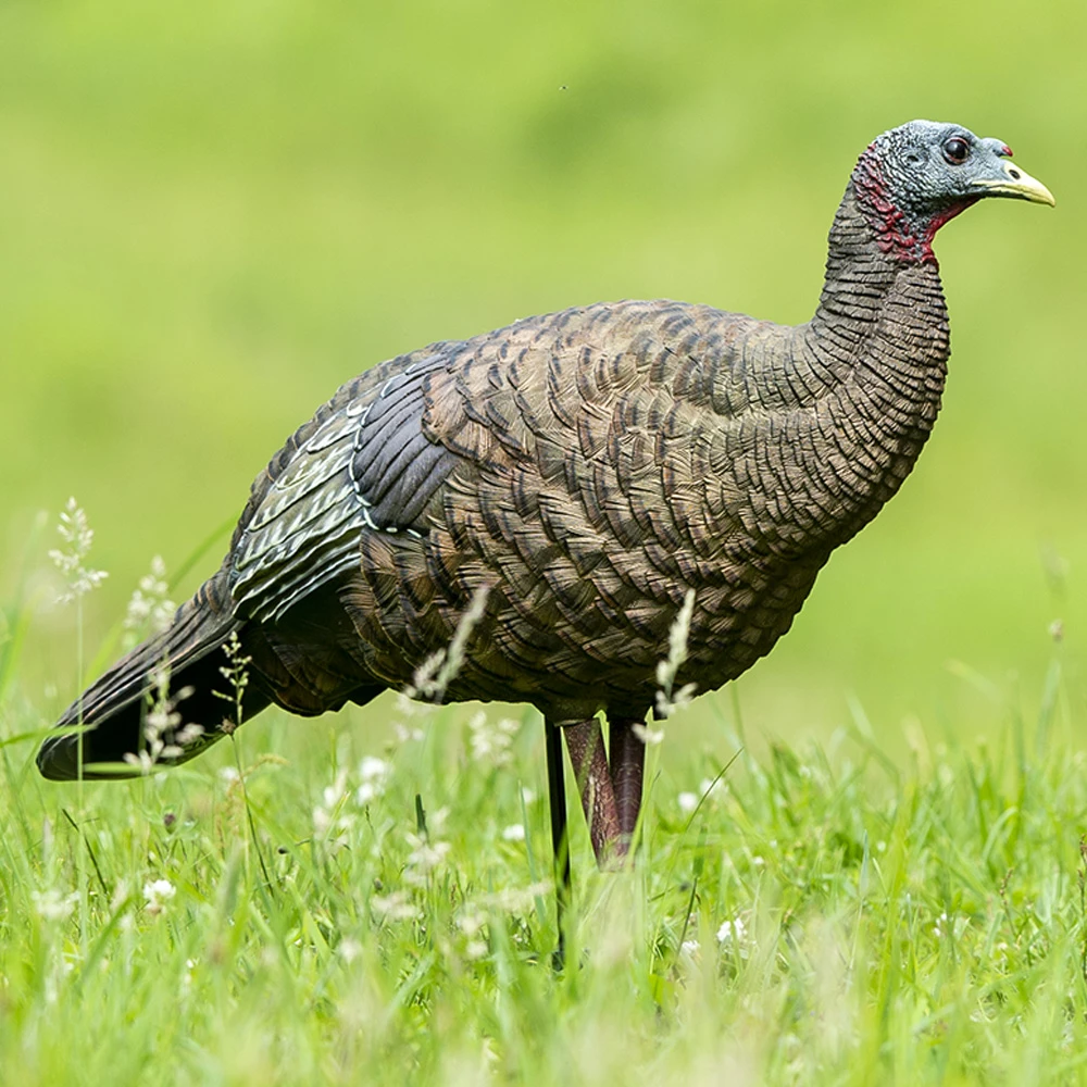 Avian-X Turkey Decoy LCD Breeder Hen AVX8008 - Image 3